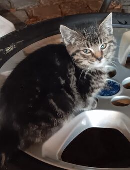 Junge Katze/Kitten - Konnersreuth