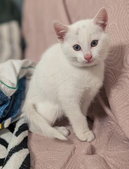 Katzen - Kleve (Nordrhein-Westfalen)