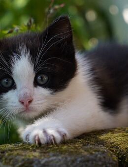 Babykatze abzugeben - Lohmar