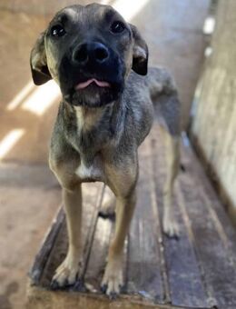 Julia wurde im Stich gelassen 🐾 - Elsdorf (Nordrhein-Westfalen)