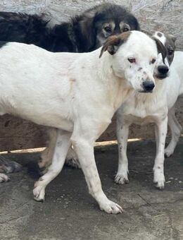 Zauberhafter MURPHY sucht Zuhause! - Neuberg