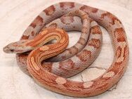 1,0 Motley het. Palmetto, Butter Kornnatter 2020 - Hohnstorf (Elbe)