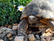 Breitbandschildkröten 1.1 Zuchtpaar Landschildkröten Schildkröte - Südliches Anhalt Libehna