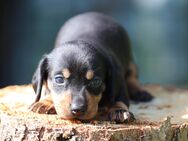 🐾 Wunderschöne Dackel-Welpen suchen ein liebevolles Zuhause! 🐾