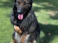 Nanni - Video-Schäferhund Mix - Frankfurt (Main)