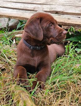 Labrador Welpen in Schwarz und Braun - Ebersdorf