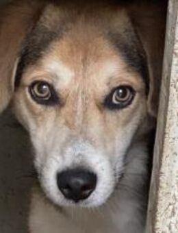 Benny sucht sein Glück! - München