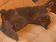 Zwei bkh Kater 9 Monate alt - Ahaus Zentrum