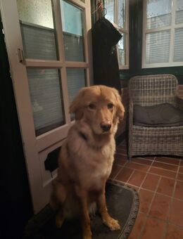 Aktiver junger blonder Hovawartrüde sucht ein sehr gutes neues zu Hause - Fehmarn