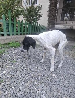 Gina hat nichts gutes erlebt - Berlin