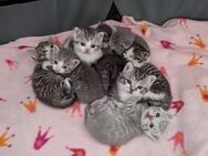 British Kurzhaar Kitten - Andernach