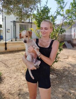 Nugget ein Goldstück sucht zu Hause - Berlin