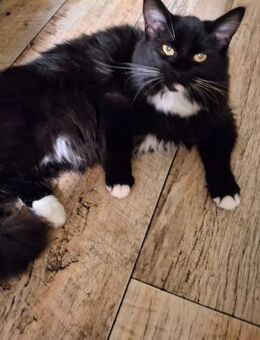 Maine coon Dame 7 Monate jung - Halberstadt