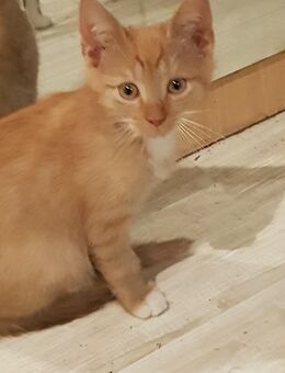 Super süsse kleine Kätzchen, liebe Katzenbabys - Bernburg (Saale)
