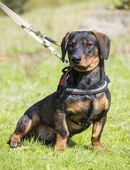 Bütyök Dackelmann auf der Suche in 82178