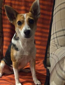 EMMY - aufgeschlossen& zutraulich - Velbert