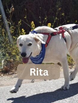 RITA, w., kastr., HSH-Mix, ca. 70 cm - Sipplingen