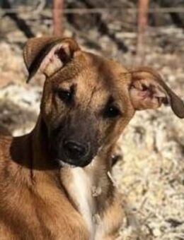 Naya lebt im eisigen Winter - Berlin