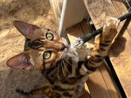 Reinrassige Bengal Katzen suchen ihr Traum Zuhause - Wriezen