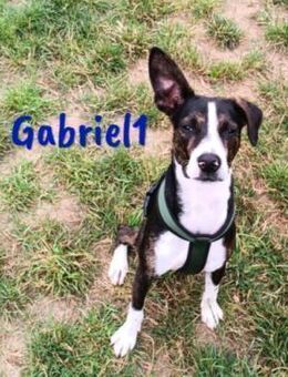 Gabriel1 gesellig, klug, sportlich 10/24 - Ruppertsecken