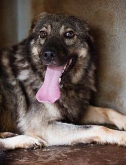 Zauberhafter Zorro- darf er einziehen? ❤ - Hamburg