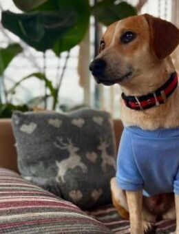 Bonny - Eine junge Hündin - Eixen