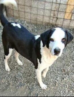 Ringo - sportlicher Eye-Catcher - Schlitz