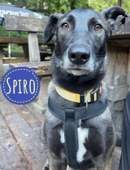 Spiro ein Gute Laune Bringer - Flörsheim-Dalsheim