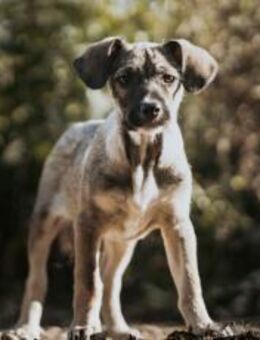 Zuhause gesucht für Clay - München