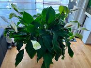 Große Pflanze im Lechuza Blumentopf groß Quadro LS 35 weiß hochglanz! - Ratingen
