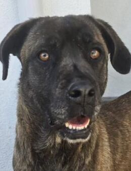 LOREN sucht Zuhause - Gefrees