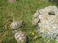 kleine griechische Landschildkröten, Testudo hermanni boettgeri in 34454
