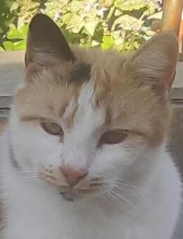 Lora, geb. ca. 05/2020, Griechenland - Markdorf