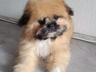 Pomeranian x Shih Tzu Welpen Hundebabys Welpen - Böblingen