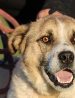 Grisu - wunderbarer Familienhund - Lohra