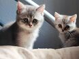 Zuckersüße reinrassige BKH Kätzchen Kitten abgabebereit in 73642