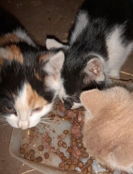 Junger Kater - Stubenberg