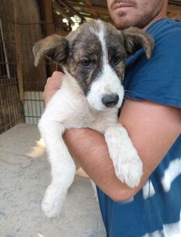 Odaline hat einen Schutzengel - Steinhagen (Nordrhein-Westfalen)