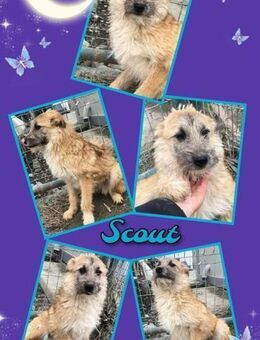 Toller Scout wartet schon lange! - Nürnberg