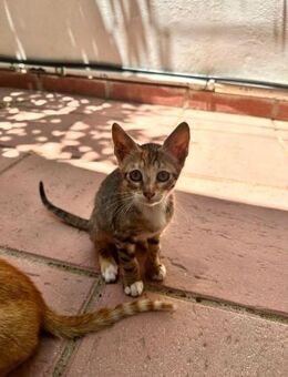 Nika aus dem Tierschutz - Grevenbroich