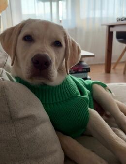 Labrador Welpe sucht liebevolles Zuhause 🐾 - Erzhausen