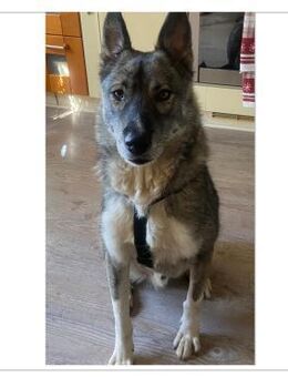 Elmo auf PS 99947 Bad Langensalza - Olfen