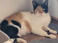 Liebe Lina B sucht ein Zuhause als Einze - Margetshöchheim