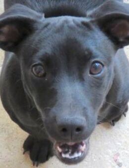 Lantus -will die Welt entdecken- - Oldenburg