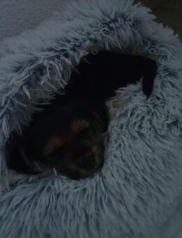 Yorkshire Terrier - Wurmannsquick