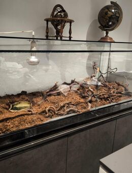 Königsnatter Königs Natter Könignatter einzelne Natter suchen dringend Zuhause Natter mit Terrarium - Sengenthal