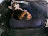 Katzen Baby abzugeben - Doberschau-Gaußig