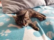 Niedliche Kitten suchen ein neues Zuhause - Oberstaufen