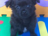 Chihuahua Welpen - Weeze