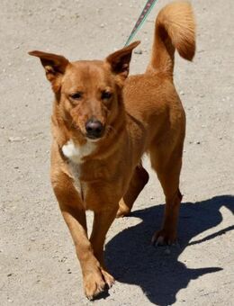 Nala, klug, lebensfreudig, neugierig - Westerholt